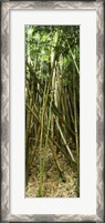 Framed Bamboo stems, Oheo Gulch, Seven Sacred Pools, Hana, Maui, Hawaii, USA