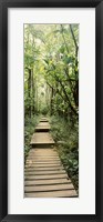 Framed Stepped path surronded by Bamboo shoots, Oheo Gulch, Seven Sacred Pools, Hana, Maui, Hawaii, USA