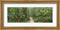 Framed Young bamboo with path, Oheo Gulch, Seven Sacred Pools, Hana, Maui, Hawaii, USA