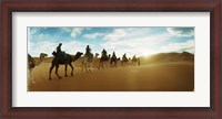 Framed Tourists riding camels through the Sahara Desert landscape led by a Berber man, Morocco