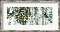 Framed Snow covered evergreen trees at Stevens Pass, Washington State