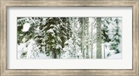 Framed Snow covered evergreen trees at Stevens Pass, Washington State