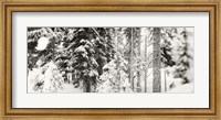 Framed Snow covered evergreen trees at Stevens Pass, Washington State (black and white)