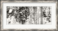 Framed Snow covered evergreen trees at Stevens Pass, Washington State (black and white)