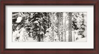 Framed Snow covered evergreen trees at Stevens Pass, Washington State (black and white)