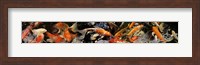 Framed Koi carp