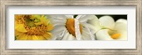 Framed Yellow and white flowers