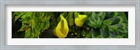 Framed Leaves and yellow flowers