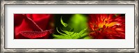 Framed Leaves and red flowers