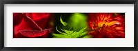Framed Leaves and red flowers
