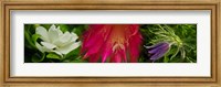 Framed White, pink and purple flowers