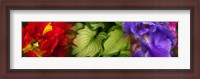 Framed Tulip and Iris flowers