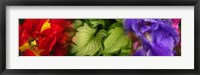 Framed Tulip and Iris flowers