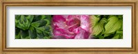 Framed Leaves and pink flowers