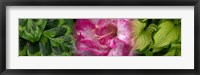 Framed Leaves and pink flowers