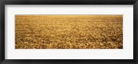 Framed Panorama of amber waves of grain, wheat field in Provence-Alpes-Cote D'Azur, France