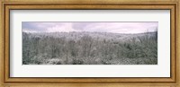 Framed Snow covered forest, Kentucky, USA