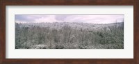 Framed Snow covered forest, Kentucky, USA