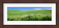 Framed Rolling green hill, Palouse, Whitman County, Washington State, USA