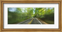 Framed Treelined road viewed from a moving vehicle