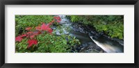 Framed River flowing through a forest, Black River, Upper Peninsula, Michigan (horizontal)