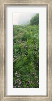 Framed Crown Vetch flowers, Herrington Manor State Park, Maryland, USA