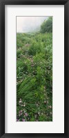 Framed Crown Vetch flowers, Herrington Manor State Park, Maryland, USA