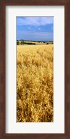 Framed Wheat crop in a field, Willamette Valley, Oregon, USA