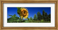 Framed Close up of a sunflower in a field, Hood River, Oregon
