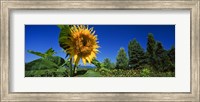 Framed Close up of a sunflower in a field, Hood River, Oregon