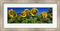 Framed Panache Starburst sunflowers in a field, Hood River, Oregon