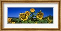 Framed Sunflowers in a field, Hood River, Oregon