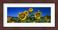 Framed Sunflowers in a field, Hood River, Oregon