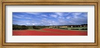 Framed Poppy field in bloom, Worcestershire, West Midlands, England