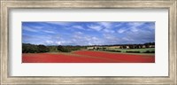 Framed Poppy field in bloom, Worcestershire, West Midlands, England