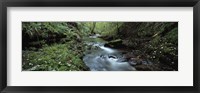 Framed River flowing through a forest, River Lyd, Lydford Gorge, Dartmoor, Devon, England