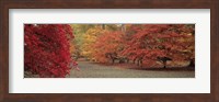 Framed Autumn trees in Westonbirt Arboretum, Gloucestershire, England