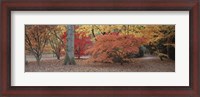 Framed Fall trees and leaves, Gloucestershire, England