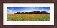 Framed Poppies in a field, Norfolk, England