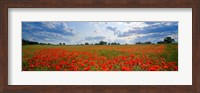 Framed Close Up of Red Poppies in a field, Norfolk, England