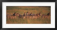 Framed Burchell's zebras (Equus quagga burchellii) in a forest, Masai Mara National Reserve, Kenya