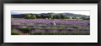 Framed Woman walking with basket through a field of lavender in Provence, France