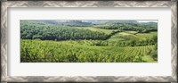 Framed Vineyards in Chianti Region, Tuscany, Italy