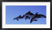 Framed Four Bottle-nosed dolphins (Tursiops truncatus) in flight