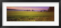 Framed Wildflowers in a field, Finland