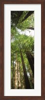 Framed Coast Redwood (Sequoia sempivirens) trees in a forest, California, USA