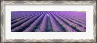 Framed Fields of lavender, Provence-Alpes-Cote d'Azur, France