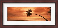 Framed Silhouette of an old palm tree on the beach at sunset, Aitutaki, Cook Islands