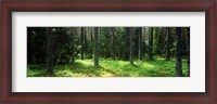 Framed Pine forest, Uppland, Sweden