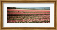 Framed Mother and daughters in field of red tulips, Alkmaar, Netherlands